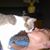 Carey Lansford's profile image