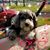 Dot Zaagman-Opatic's profile image