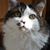 Pat McGann's profile image