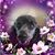 Joyce L Rich's profile image