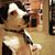 Jj Facinelli's profile image
