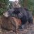 Ron Mickinak's profile image