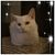 Cassandra Lanning's profile image