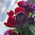 Monica Pinales's profile image