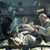 Hari Govind's profile image