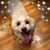 Paula Lastoka's profile image