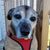 Deborah Tice Meares's profile image