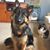 Crystal Brensinger's profile image