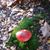 Mieke Smit-Timmer's profile image