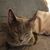 Carol Pudans's profile image
