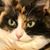 Shirley Williams's profile image