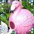 Joni McCaffrey's profile image