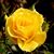 Tara Robideau Barrett's profile image