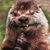 John Young Stokes's profile image