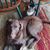 Lisa Mathers Smith's profile image