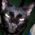 Carolyn Loveless-Caputo's profile image