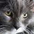 Peggy Riley's profile image