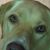 Cathleen Brewster's profile image