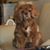 Cheryl Tulloch's profile image