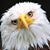 Larry Majewski's profile image