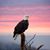 Donna Lee Gaus Lash's profile image