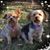 Patty Bruening Fatsie's profile image