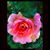 Shelly Amber Leigh's profile image