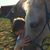 Nicole Pieschel Fortner's profile image