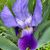 Carol Schull's profile image