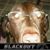 Matthew Sorenson's profile image