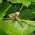 Rachel Peterson's profile image