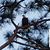 Sandra Woodams's profile image