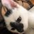 Connie Francis's profile image