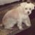 Joe Flores's profile image
