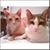 Sherri Ann Clark's profile image