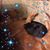 Diane Scott Limbach's profile image