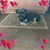 Diane Bellile's profile image