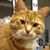Carol Elmore's profile image