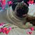 Janet McLaughlin Bowman's profile image