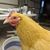 Joel Verhoef's profile image