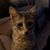 Jason Sliger's profile image