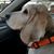 Rose Bowers's profile image