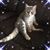 Gregorio Garcia's profile image