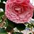 Sheila Braybrooks Mestre's profile image