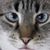Gene Solomon's profile image