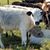 Martha Lee Shackelford Miller's profile image