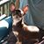 Carol Bollinger's profile image