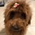 Lynda Post Falls's profile image