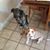 Carolann Goemans's profile image