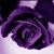 Staci Handelman's profile image